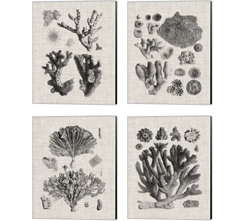 Coral Specimen 4 Piece Canvas Print Set by Vision Studio