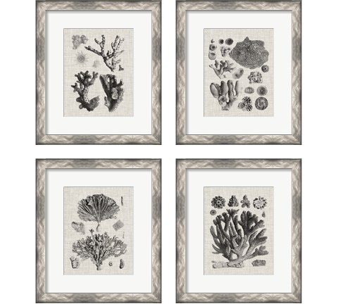 Coral Specimen 4 Piece Framed Art Print Set by Vision Studio