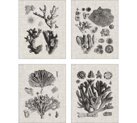 Coral Specimen 4 Piece Art Print Set by Vision Studio
