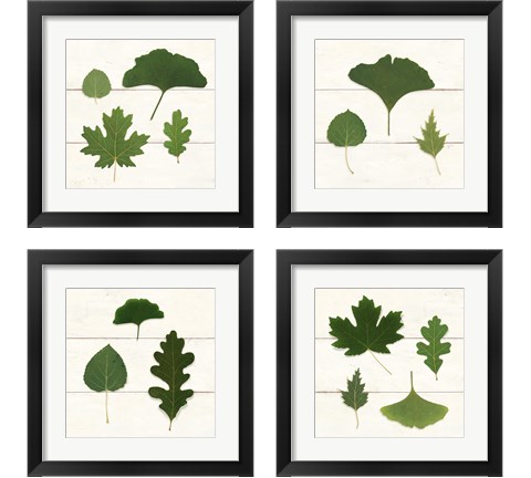 Leaf Chart 4 Piece Framed Art Print Set by Wild Apple Portfolio
