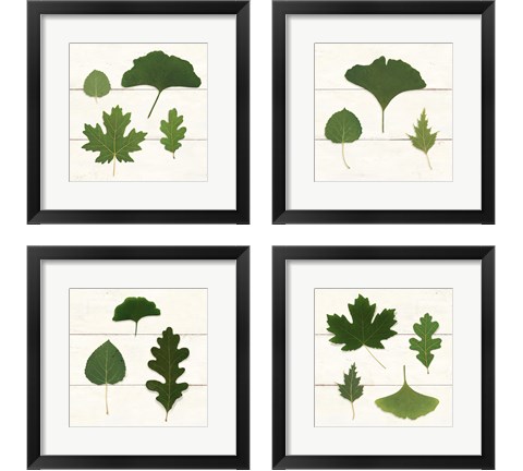 Leaf Chart 4 Piece Framed Art Print Set by Wild Apple Portfolio