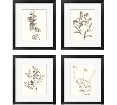 Neutral Botanical Study 4 Piece Framed Art Print Set by Vision Studio