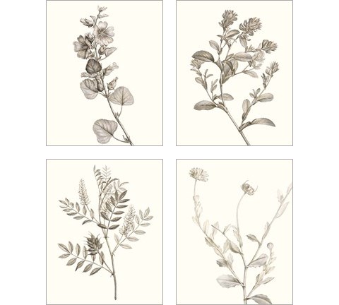 Neutral Botanical Study 4 Piece Art Print Set by Vision Studio