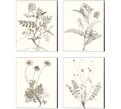 Neutral Botanical Study 4 Piece Canvas Print Set by Vision Studio