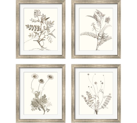 Neutral Botanical Study 4 Piece Framed Art Print Set by Vision Studio