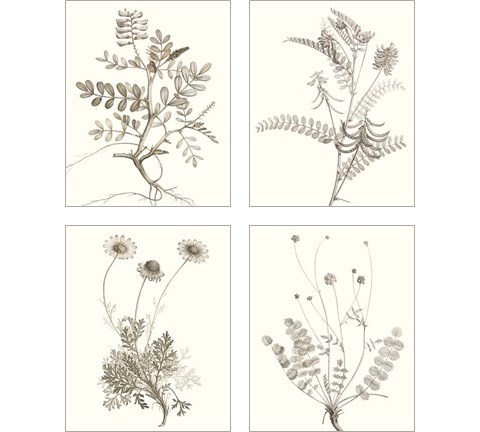 Neutral Botanical Study 4 Piece Art Print Set by Vision Studio