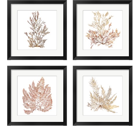 Pacific Sea Mosses 4 Piece Framed Art Print Set by Wild Apple Portfolio