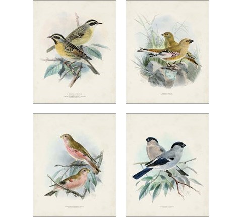 Antique Birds 4 Piece Art Print Set