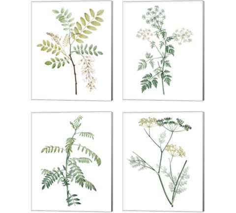 Soft Green Botanical 4 Piece Canvas Print Set by Vision Studio