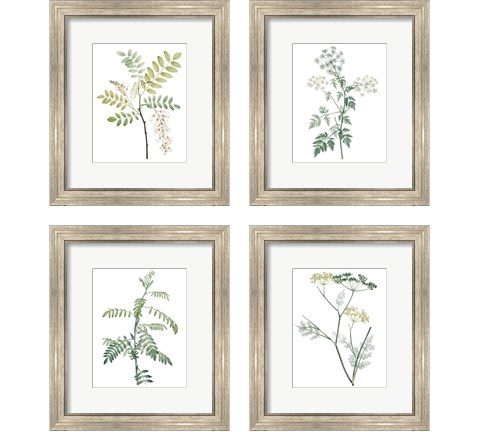 Soft Green Botanical 4 Piece Framed Art Print Set by Vision Studio