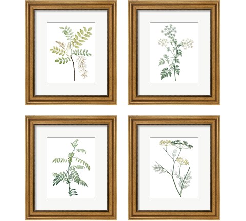 Soft Green Botanical 4 Piece Framed Art Print Set by Vision Studio