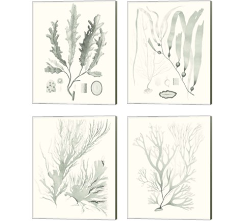 Sage Green Seaweed 4 Piece Canvas Print Set by Vision Studio