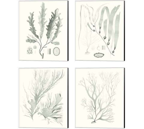 Sage Green Seaweed 4 Piece Canvas Print Set by Vision Studio