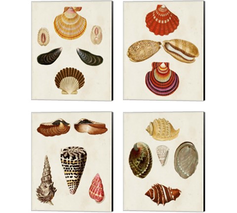 Knorr Shells 4 Piece Canvas Print Set by George Wolfgang Knorr