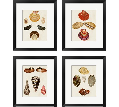 Knorr Shells 4 Piece Framed Art Print Set by George Wolfgang Knorr