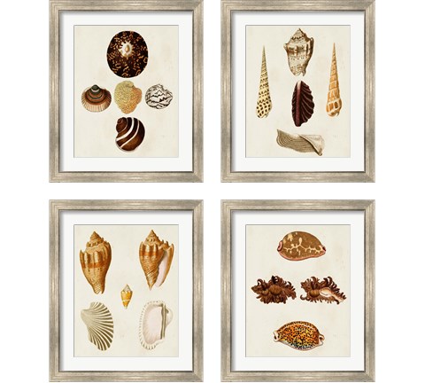 Knorr Shells 4 Piece Framed Art Print Set by George Wolfgang Knorr