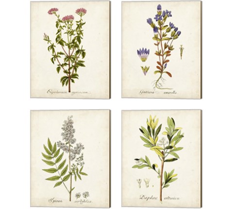 Antique Herb Botanical 4 Piece Canvas Print Set
