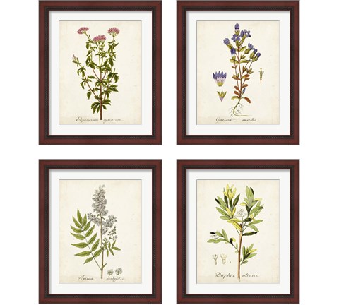 Antique Herb Botanical 4 Piece Framed Art Print Set