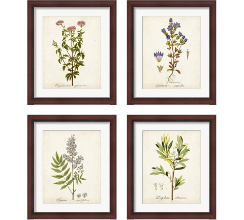 Antique Herb Botanical 4 Piece Framed Art Print Set