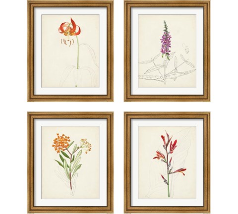 Watercolor Botanical Sketches 4 Piece Framed Art Print Set