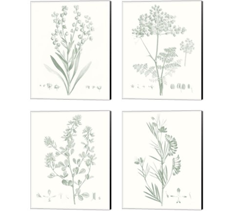 Botanical Study in Sage 4 Piece Canvas Print Set by Vision Studio