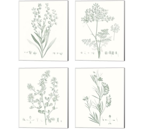 Botanical Study in Sage 4 Piece Canvas Print Set by Vision Studio