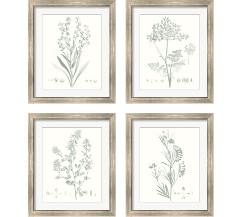 Botanical Study in Sage 4 Piece Framed Art Print Set by Vision Studio