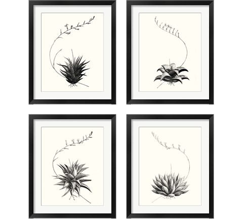 Graphic Succulents 4 Piece Framed Art Print Set by Vision Studio