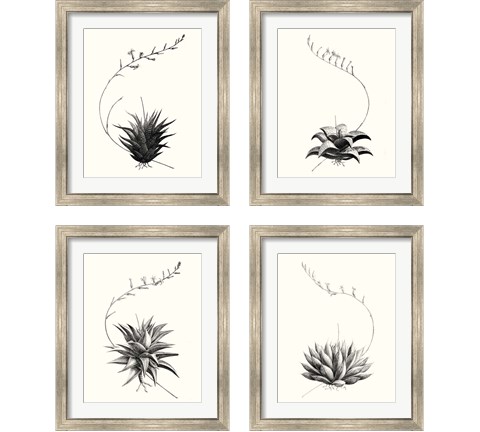 Graphic Succulents 4 Piece Framed Art Print Set by Vision Studio