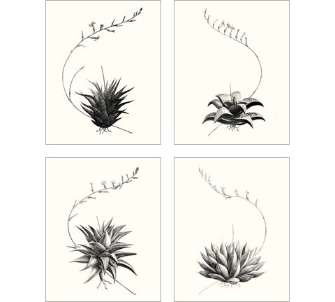 Graphic Succulents 4 Piece Art Print Set by Vision Studio