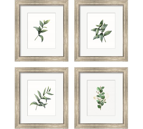 Eucalyptus  4 Piece Framed Art Print Set by Seven Trees Design