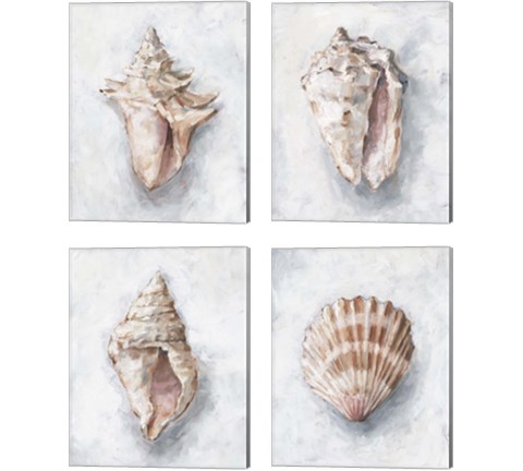 White Shell Study 4 Piece Canvas Print Set by Ethan Harper
