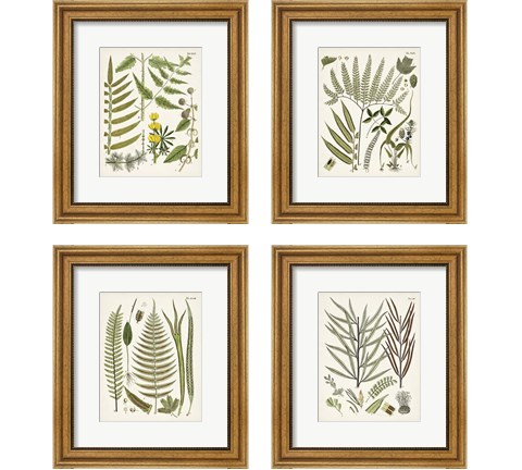Fanciful Ferns 4 Piece Framed Art Print Set