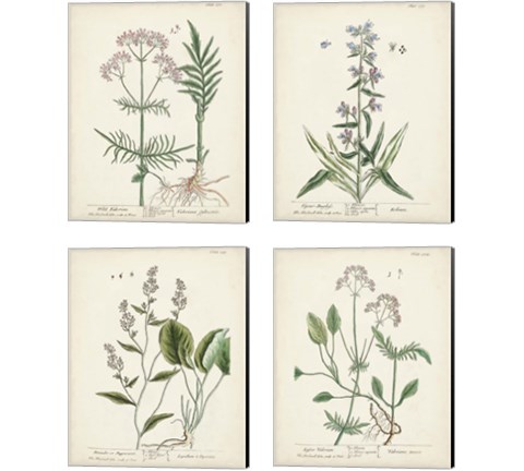 Antique Herbs 4 Piece Canvas Print Set