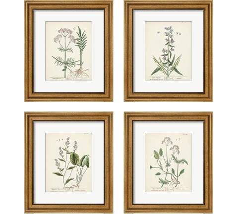 Antique Herbs 4 Piece Framed Art Print Set