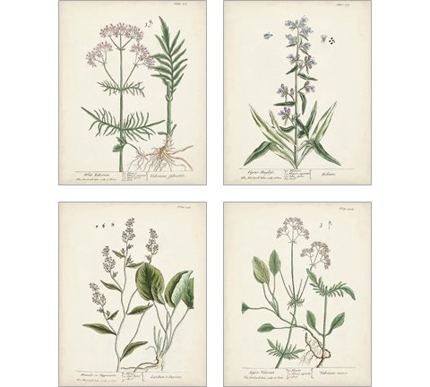 Antique Herbs 4 Piece Art Print Set