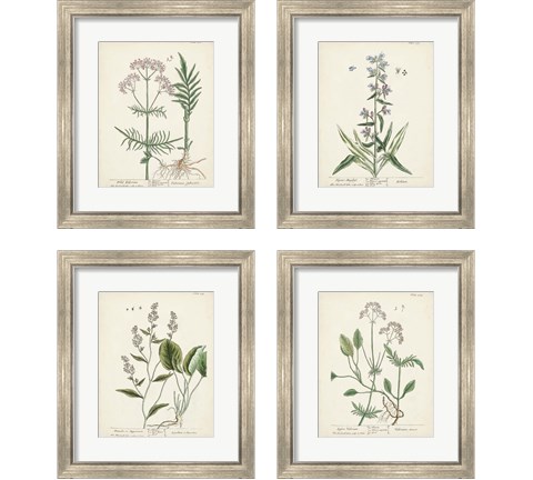 Antique Herbs 4 Piece Framed Art Print Set