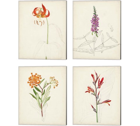 Watercolor Botanical Sketches 4 Piece Canvas Print Set