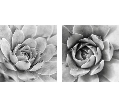 Garden Succulent 2 Piece Art Print Set by Laura Marshall