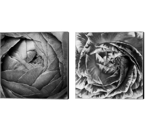 Ranunculus Abstract BW 2 Piece Canvas Print Set by Laura Marshall