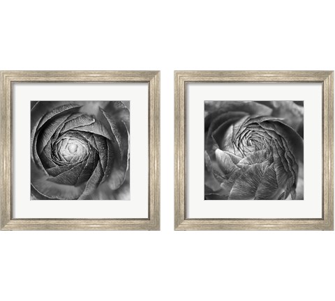 Ranunculus Abstract BW 2 Piece Framed Art Print Set by Laura Marshall