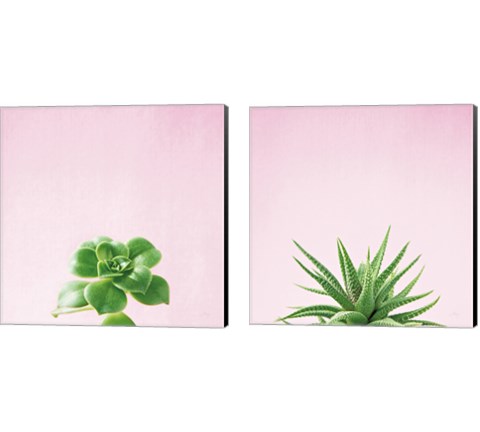Succulent Simplicity on Pink 2 Piece Canvas Print Set by Felicity Bradley