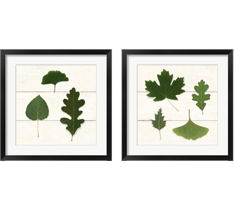 Leaf Chart 2 Piece Framed Art Print Set by Wild Apple Portfolio