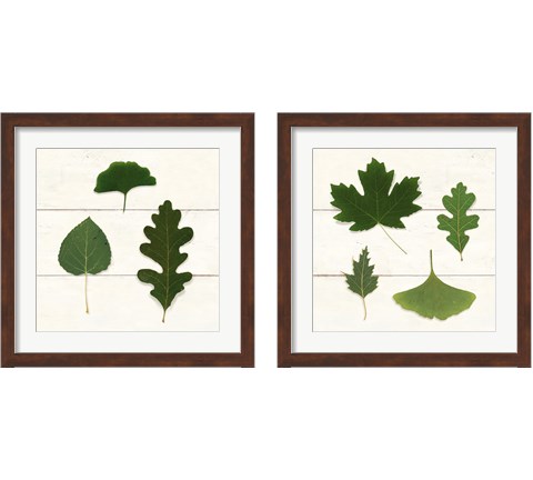 Leaf Chart 2 Piece Framed Art Print Set by Wild Apple Portfolio