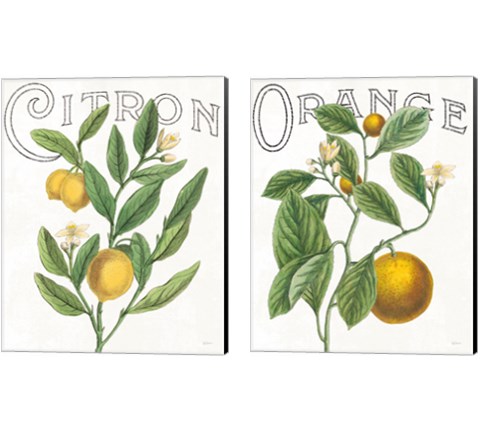 Classic Citrus 2 Piece Canvas Print Set by Sue Schlabach