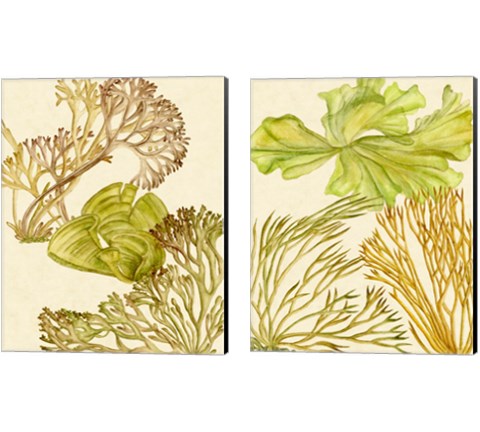 Vintage Seaweed Collection 2 Piece Canvas Print Set by Melissa Wang