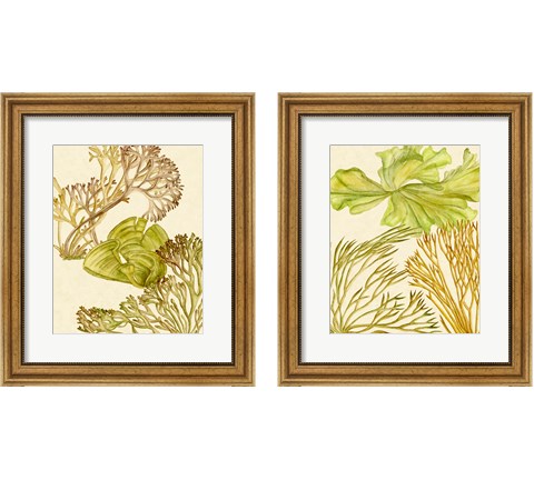 Vintage Seaweed Collection 2 Piece Framed Art Print Set by Melissa Wang