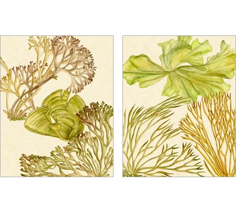 Vintage Seaweed Collection 2 Piece Art Print Set by Melissa Wang
