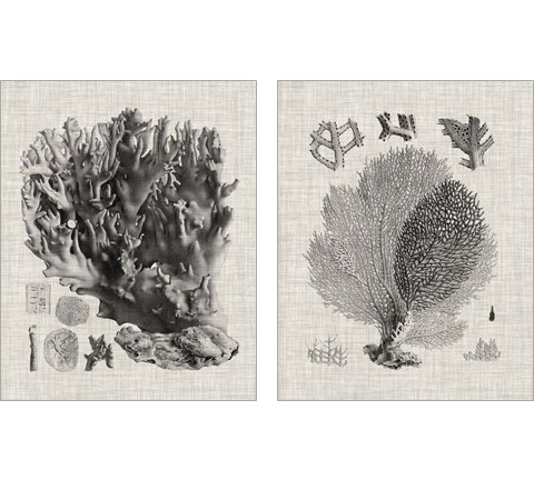 Coral Specimen 2 Piece Art Print Set by Vision Studio
