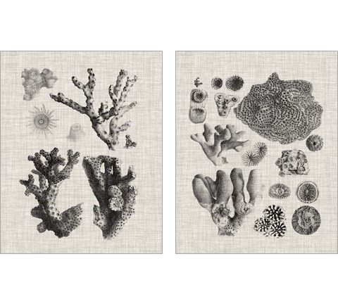 Coral Specimen 2 Piece Art Print Set by Vision Studio